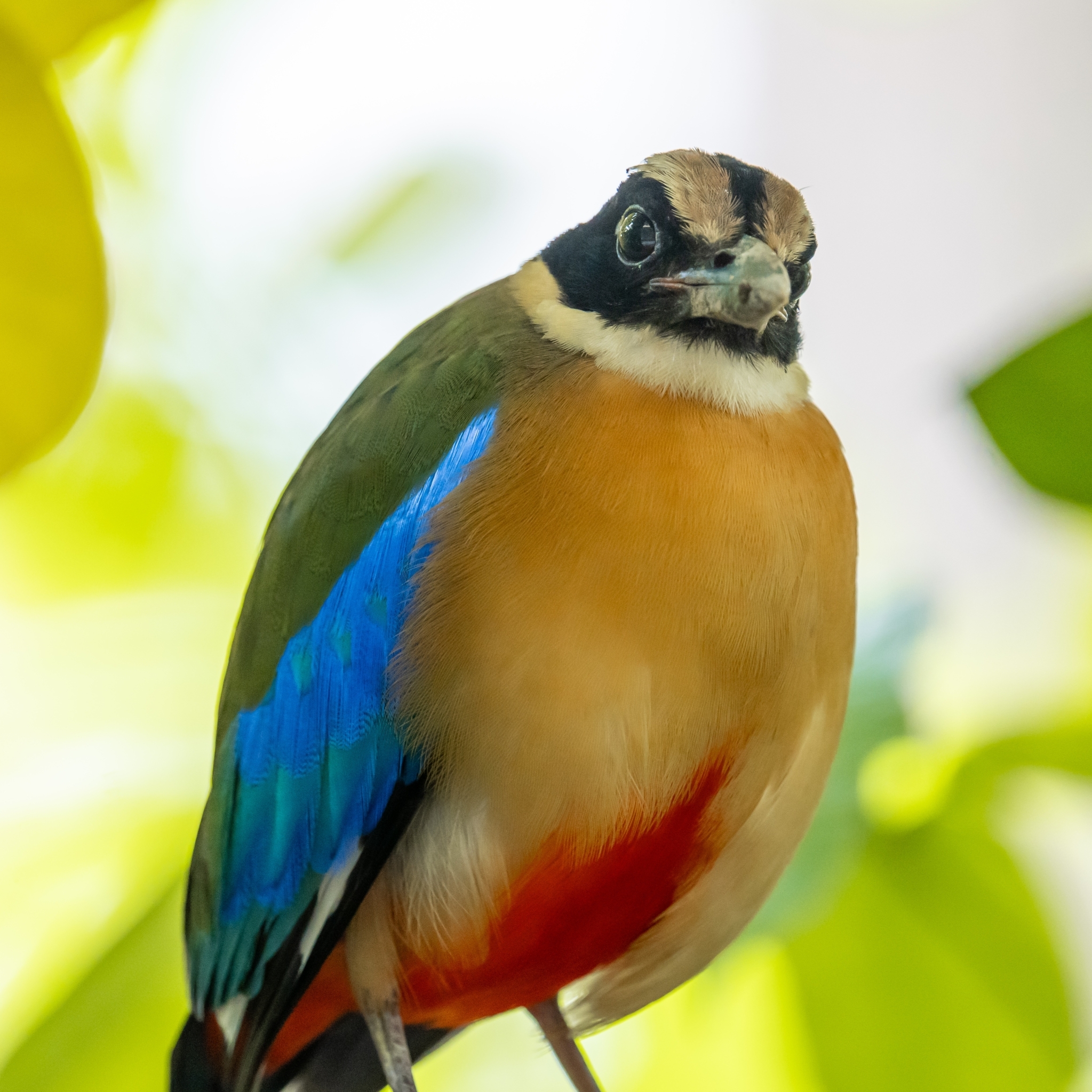 Blue-winged Pitta (Pitta moluccensis)