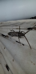 Enaphalodes cortiphagus