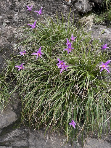 Foto de Flor-da-ressurreição