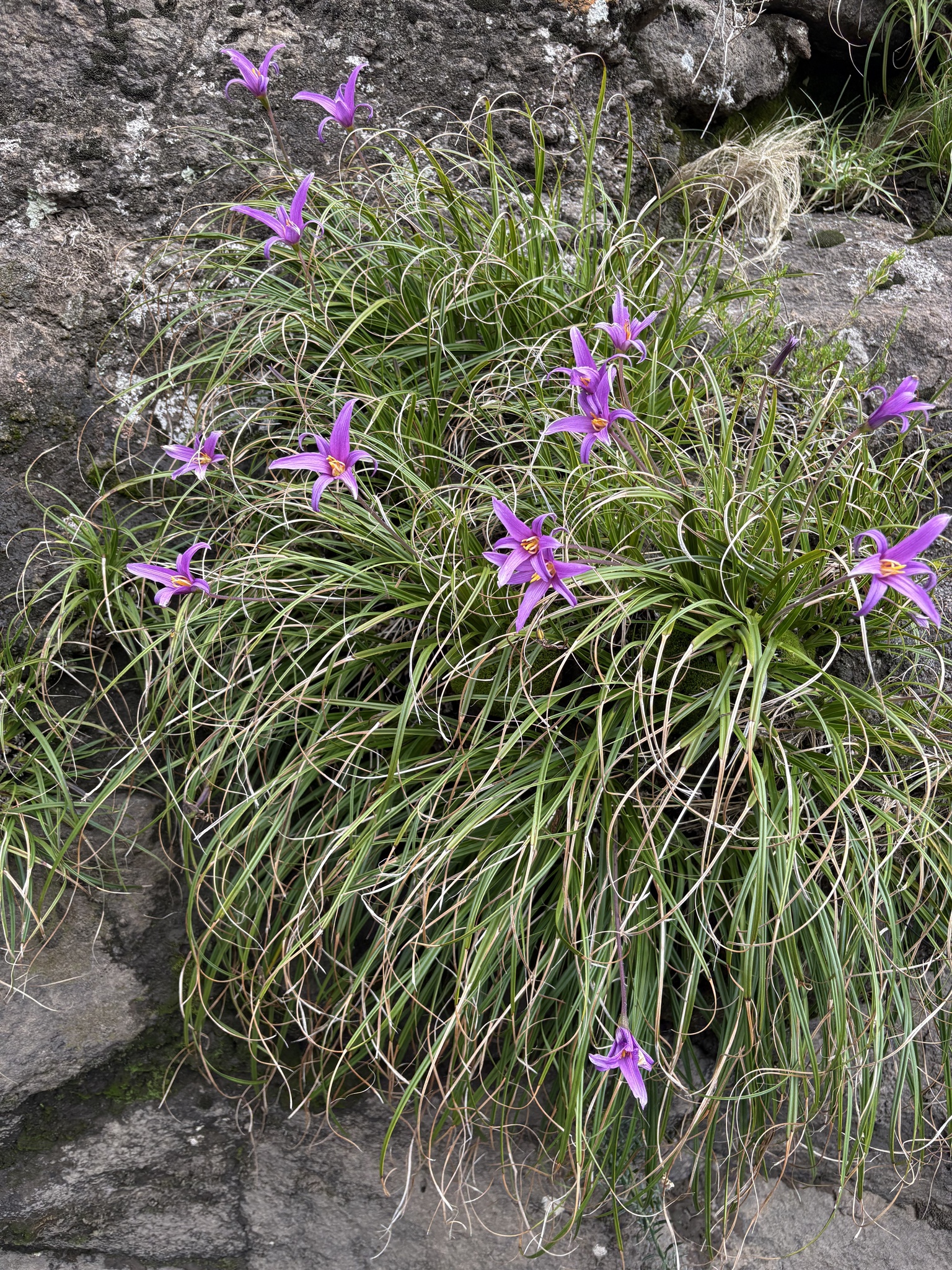 Imagem de Flor-da-ressurreição