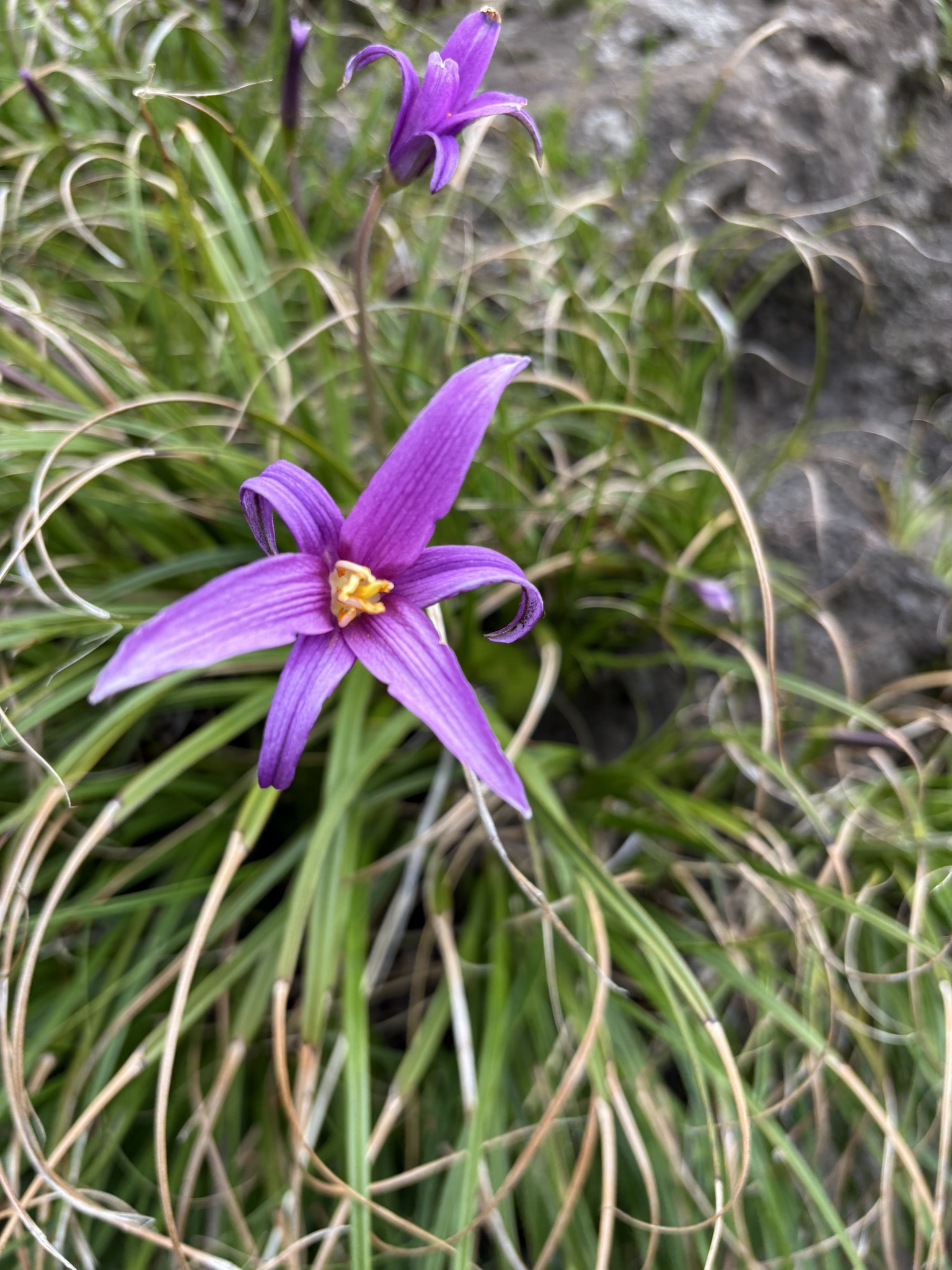 Imagem de Flor-da-ressurreição