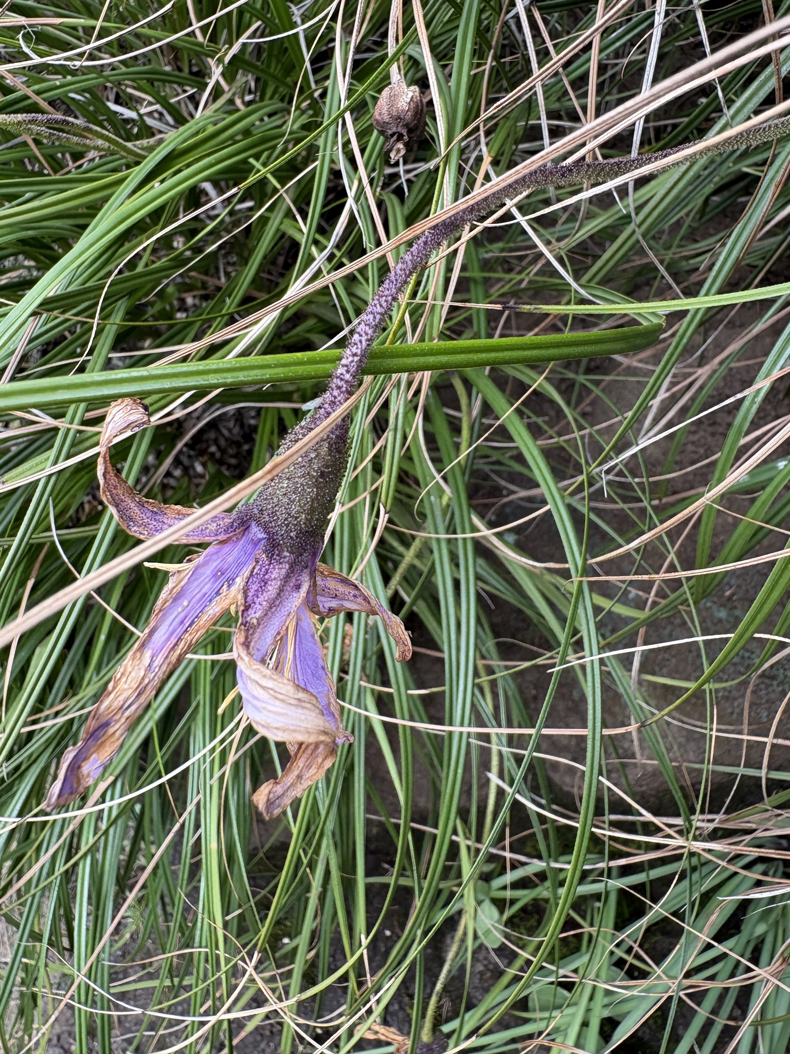 Imagem de Flor-da-ressurreição