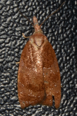 Cenopis diluticostana