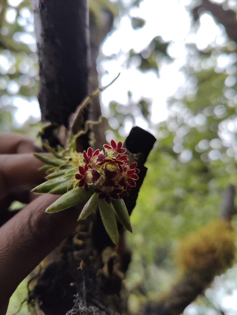 Gastrochilus affinis