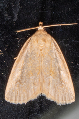 Protodeltote albidula