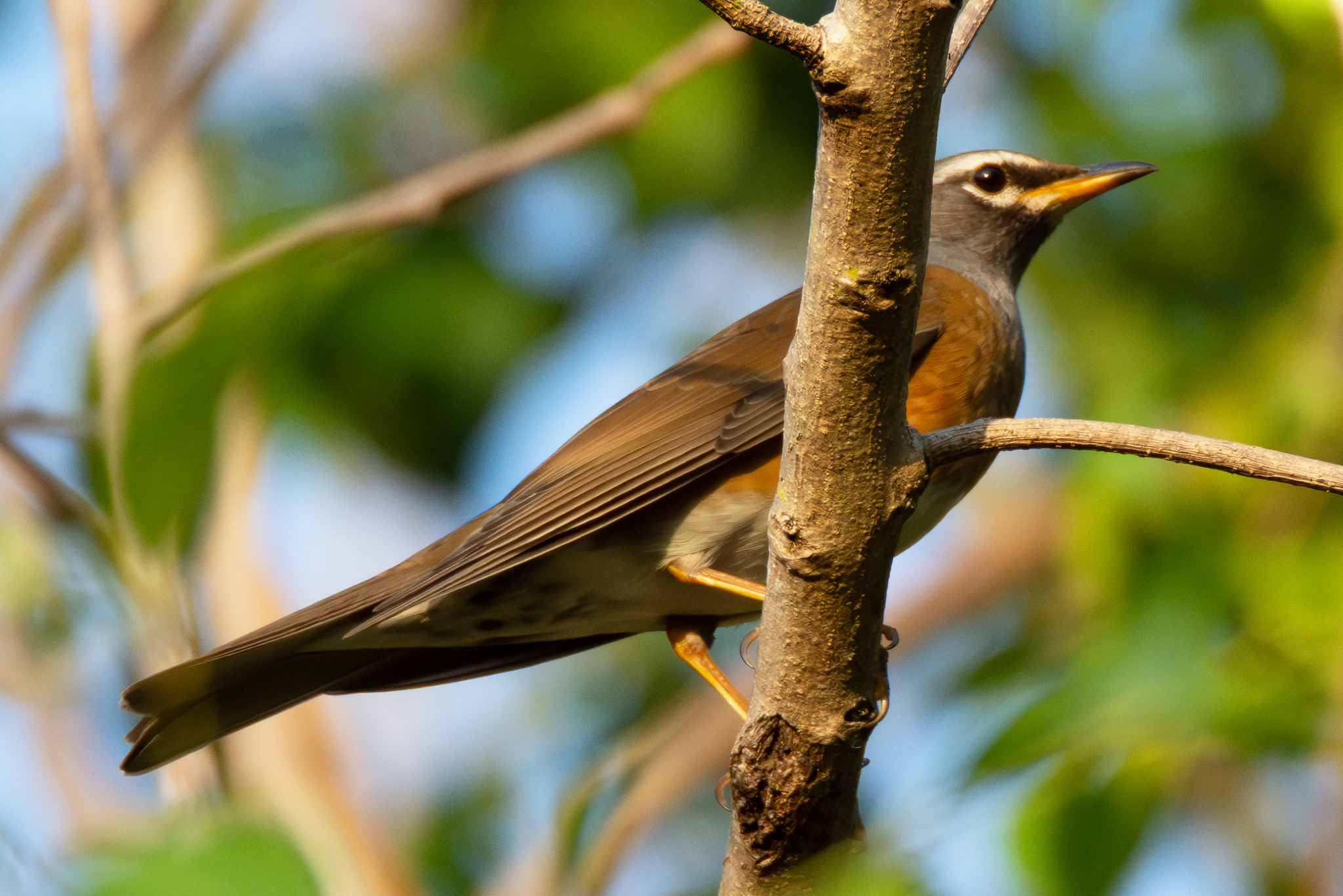 Eyebrowed Thrush (Turdus obscurus)