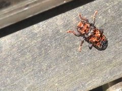 Pseudoterinaea bicoloripes