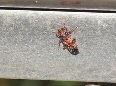 Pseudoterinaea bicoloripes