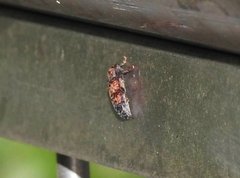 Pseudoterinaea bicoloripes