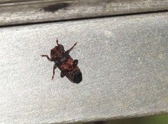 Pseudoterinaea bicoloripes