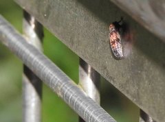 Pseudoterinaea bicoloripes