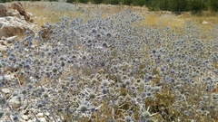 Eryngium billardieri