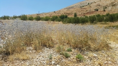 Eryngium billardieri