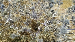 Eryngium billardieri