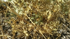 Eryngium billardieri