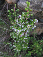 Erica ecklonii