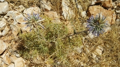 Echinops spinosissimus
