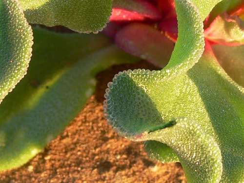 Mesembryanthemum guerichianum
