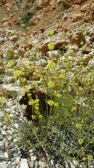 Sideritis libanotica