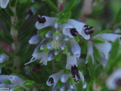 Erica ecklonii
