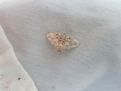 Lygropia rivulalis
