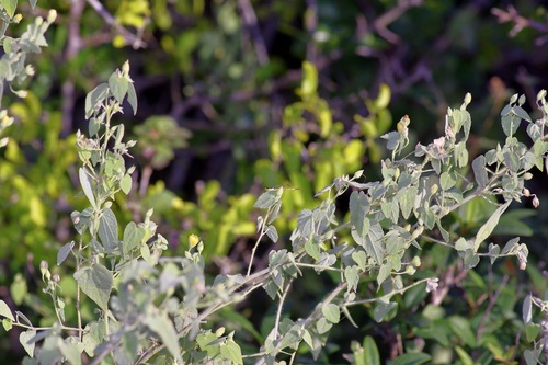 Image of Abutilon viscosum by (c) Michelle W. （鍾偉瑋）, some rights reserved (CC BY)