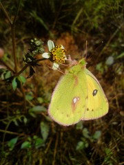 Colias fieldii