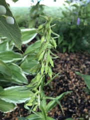 Epipactis helleborine