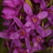 Gymnadenia × suaveolens - Photo (c) Max Kindler,  זכויות יוצרים חלקיות (CC BY-NC-ND), הועלה על ידי Max Kindler