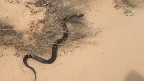 Tiger Snake sighting