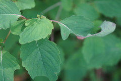Neolasioptera impatientifolia
