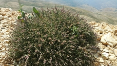 Noaea mucronata