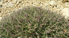 Noaea mucronata