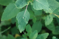 Neolasioptera impatientifolia