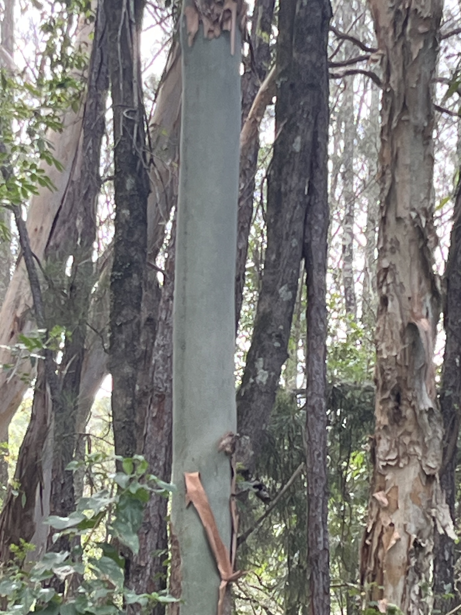 Imagem de Eucalipto-de-corymbia