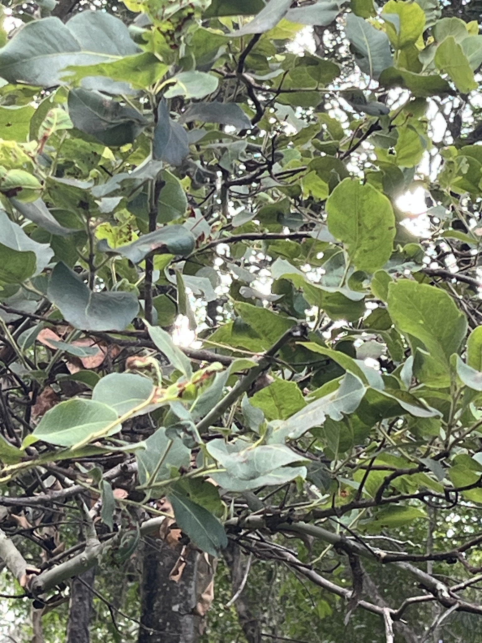 Imagem de Eucalipto-de-corymbia