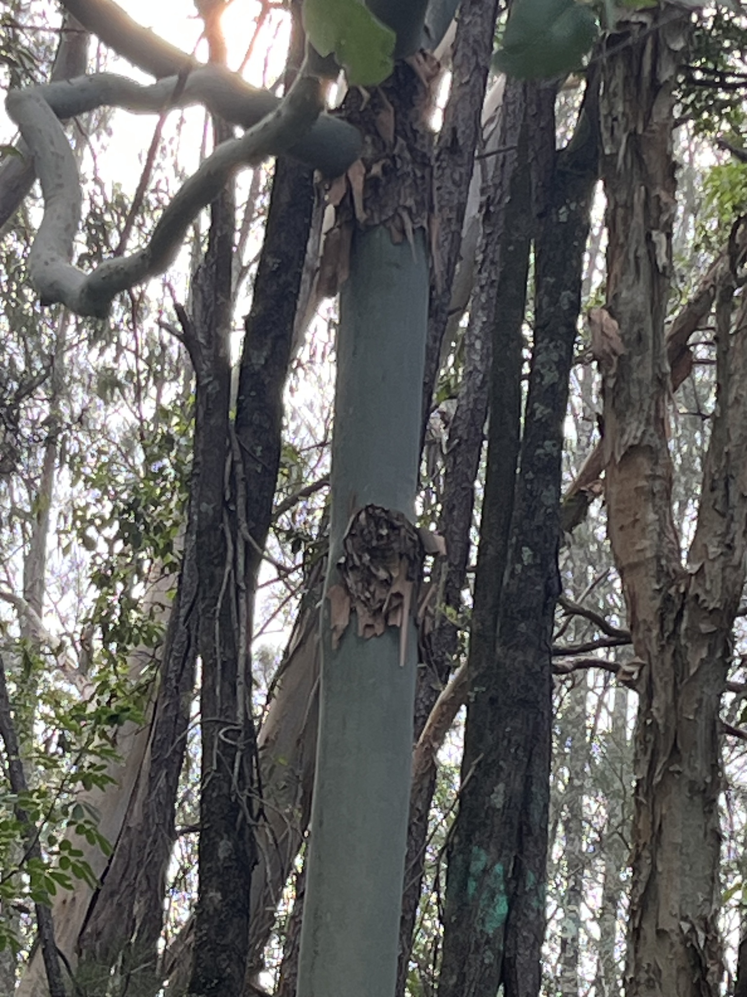 Imagem de Eucalipto-de-corymbia