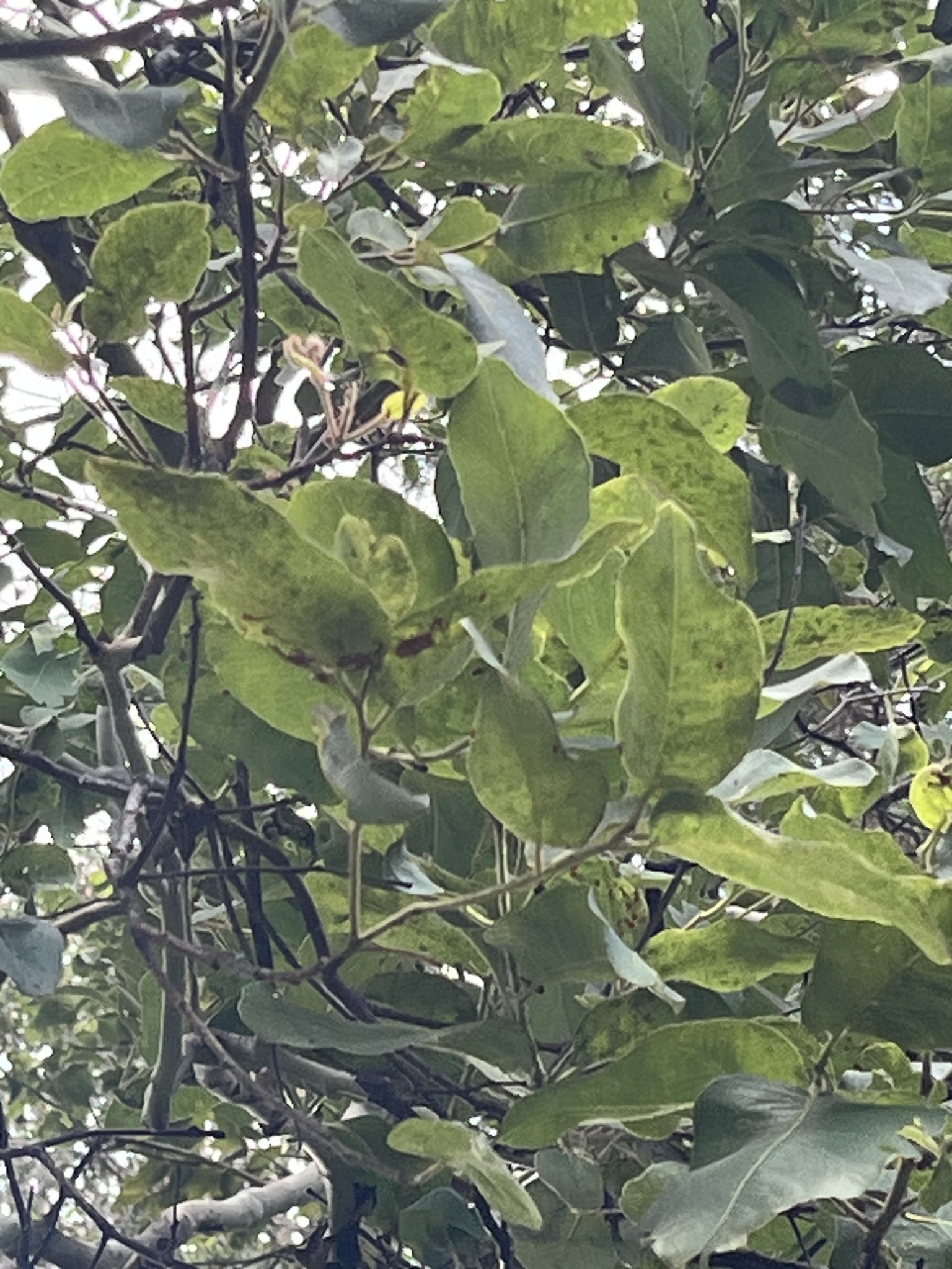 Imagem de Eucalipto-de-corymbia