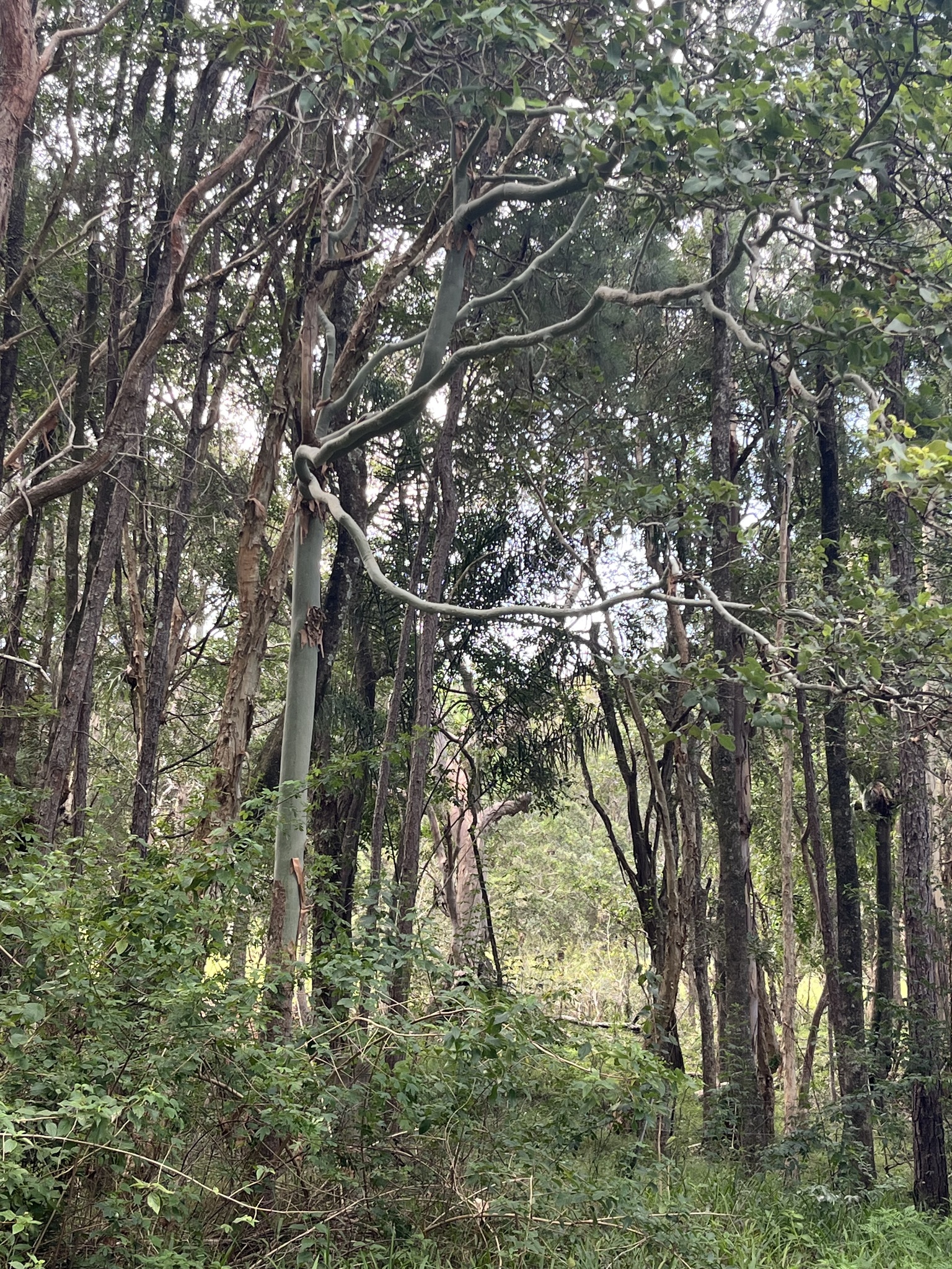 Imagem de Eucalipto-de-corymbia