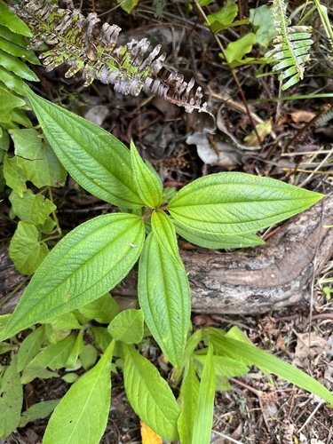 Melastoma denticulatum observed 2025-01-19