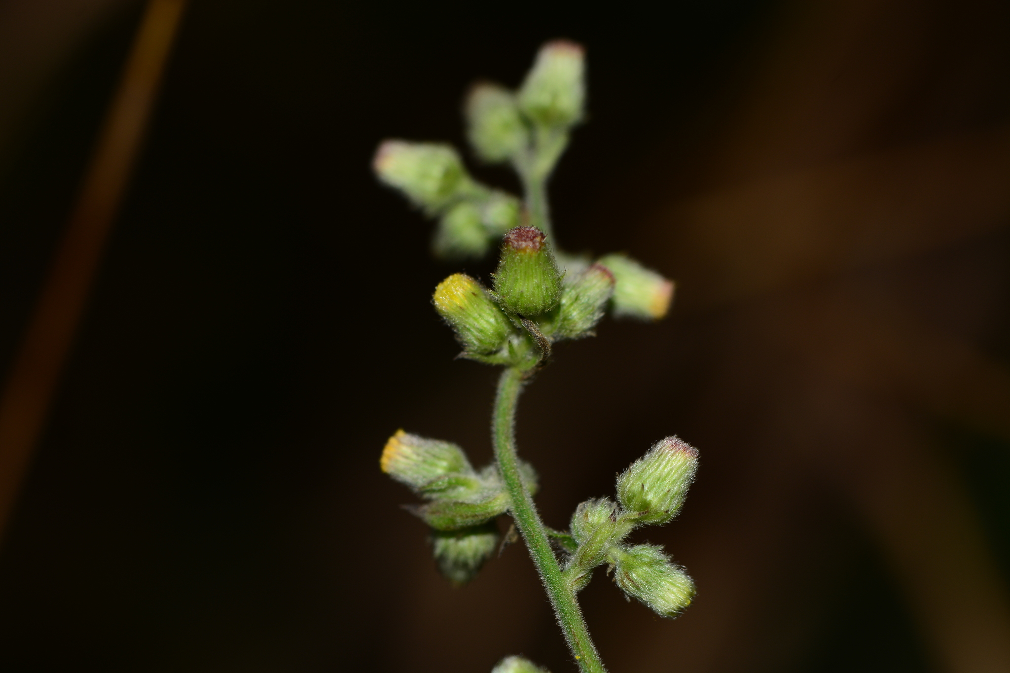 Blumea sessiliflora