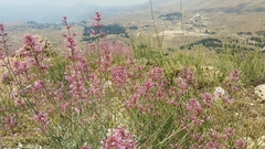 Centranthus longiflorus