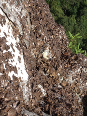 Lasallia pensylvanica