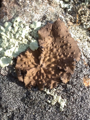 Lasallia pensylvanica