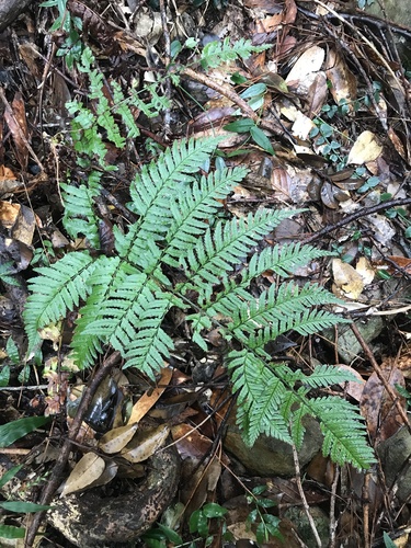 Dryopteris nipponensis (Dryopteris nipponensis)