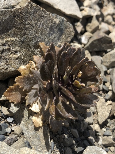 Image of Notothlaspi rosulatum by (c) Richard Littauer, some rights reserved (CC BY)