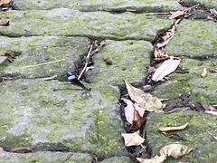 Psolodesmus mandarinus mandarinus