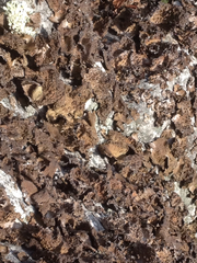 Lasallia pensylvanica