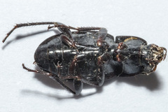 Calathus fuscipes