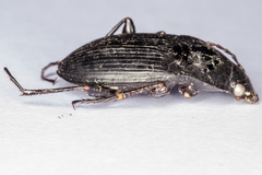 Calathus fuscipes